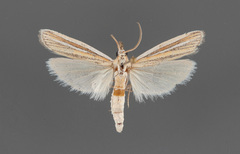 Arivaca ostreella