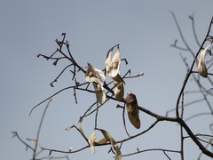 Pterodon emarginatus