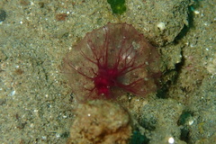 Oceanapia sagittaria