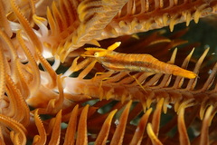 Laomenes amboinensis