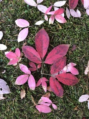 Acer maximowiczianum