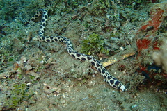 Myrichthys maculosus