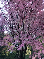 Acer maximowiczianum