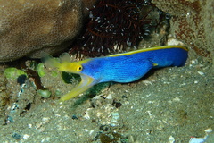 Rhinomuraena quaesita