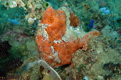 Antennarius pictus