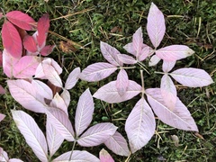 Acer maximowiczianum