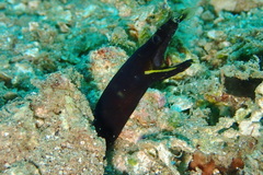 Rhinomuraena quaesita