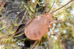 Leiobunum politum