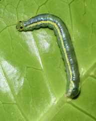 Euplexia catephiodes