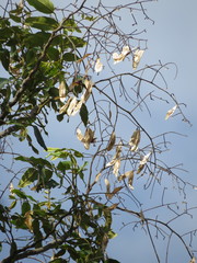 Pterodon emarginatus