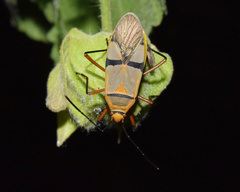 Dysdercus nigrofasciatus