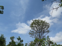 Pterodon emarginatus