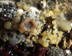 Eudistoma ritteri