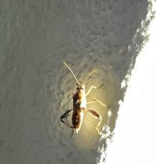 Heegeria tangirica