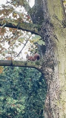 Sciurus vulgaris