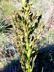 Yucca necopina