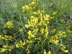Chamaecytisus ratisbonensis