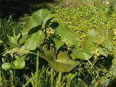 Sagittaria montevidensis