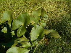Sagittaria montevidensis