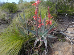 Aloe newtonii