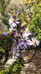 Diplostephium hartwegii