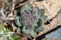 Draba magellanica