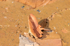 Abisara bifasciata suffusa