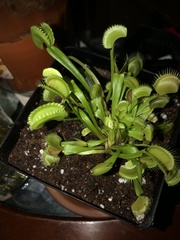 Dionaea