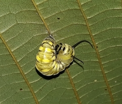 Tithorea harmonia salvadoris