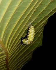 Tithorea harmonia salvadoris