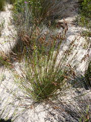Thamnochortus punctatus