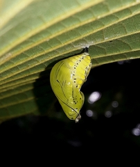 Tithorea harmonia salvadoris