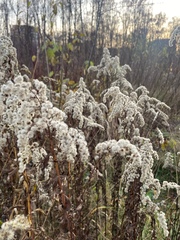 Solidago gigantea