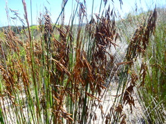 Thamnochortus punctatus