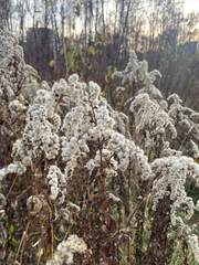 Solidago gigantea