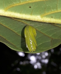 Tithorea harmonia salvadoris