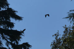 Ardea cinerea