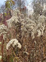 Solidago gigantea