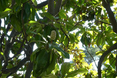 Magnolia grandiflora