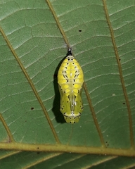 Tithorea harmonia salvadoris