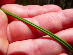 Thamnochortus punctatus
