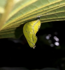 Tithorea harmonia salvadoris