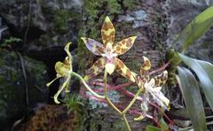Oncidium hintonii
