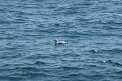 Larus michahellis