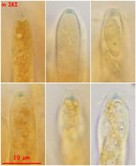 Hymenoscyphus immutabilis