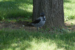 Corvus cornix
