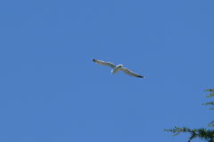 Larus michahellis