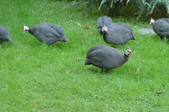 Numida meleagris