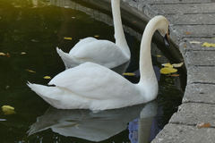 Cygnus olor