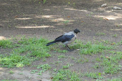 Corvus cornix
